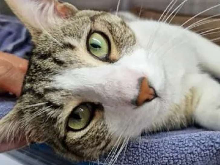 À adopter, chat âgé d'un an