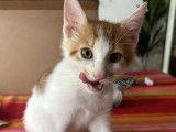 Disponible à l'adoption, chaton mâle roux et blanc
