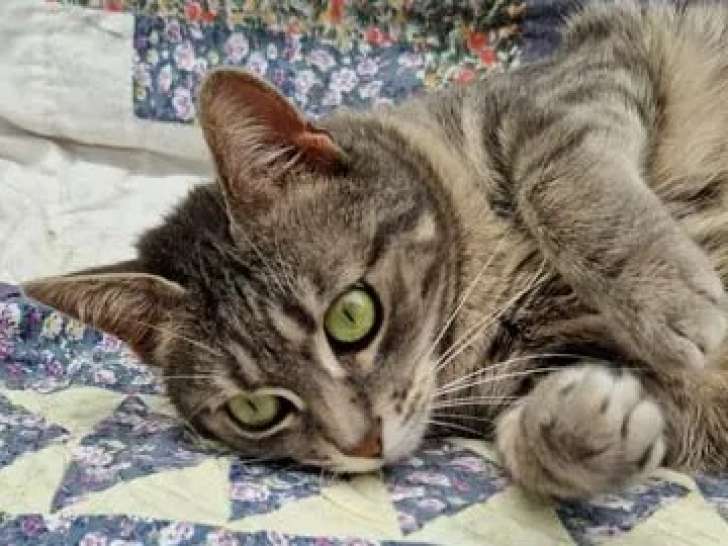 En attente d'adoption, chatte tigrée grise