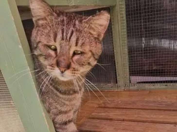 Prêt pour l’adoption, chat au pelage tigré