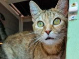 En attente d'une famille, chatte tigrée rousse