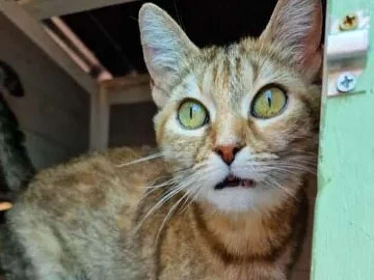 En attente d'une famille, chatte tigrée rousse