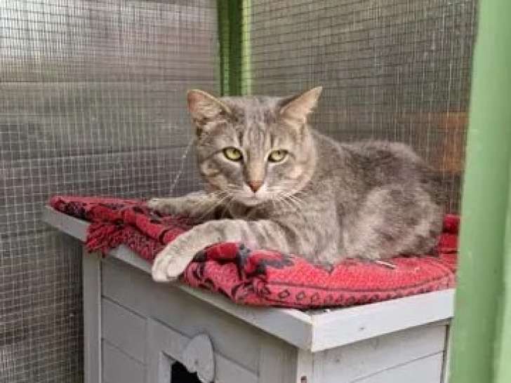 À accueillir, chat âgé de 2 ans