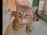 En quête d'un foyer, chat tigré roux