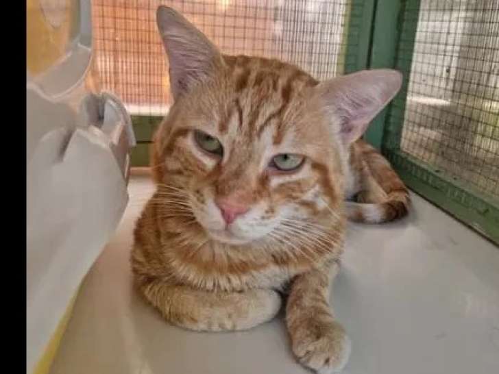 En quête d'un foyer, chat tigré roux