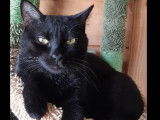 Adoption disponible : chatte noire