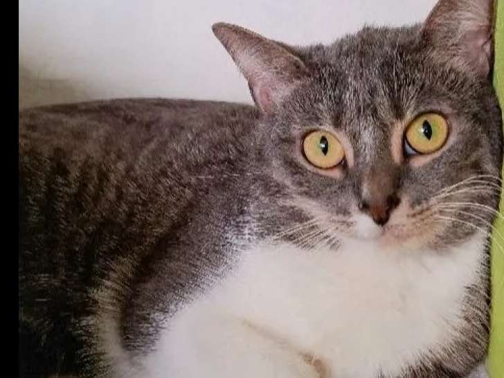 À adopter : chatte de 3 ans