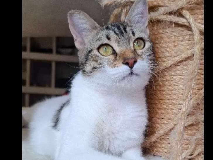 Disponible à l'adoption : chatte tigrée blanche
