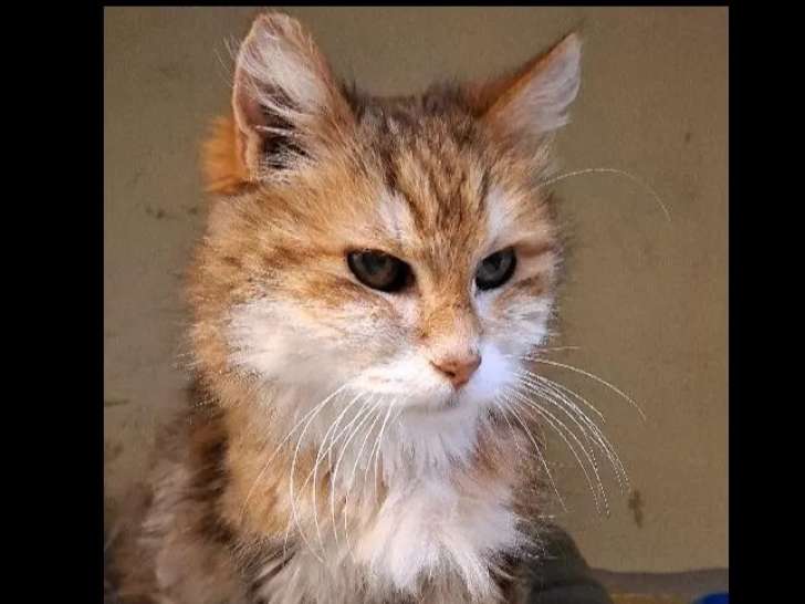 En attente d'adoption : chatte adulte tigrée