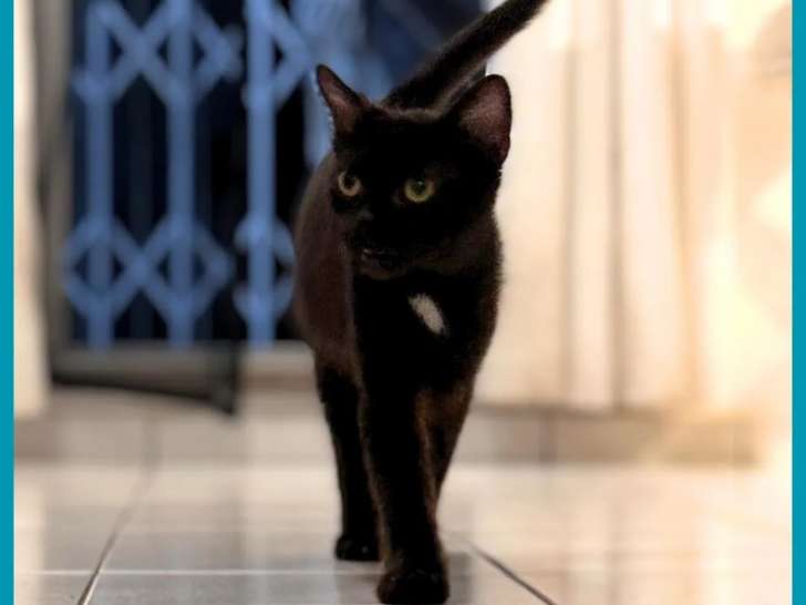 Prêt pour l'adoption : chaton mâle de 8 mois