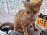 En attente d'un foyer : chatte d'un an