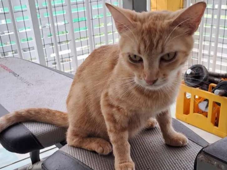 En attente d'un foyer : chatte d'un an