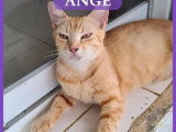 En attente d'un foyer : chatte d'un an