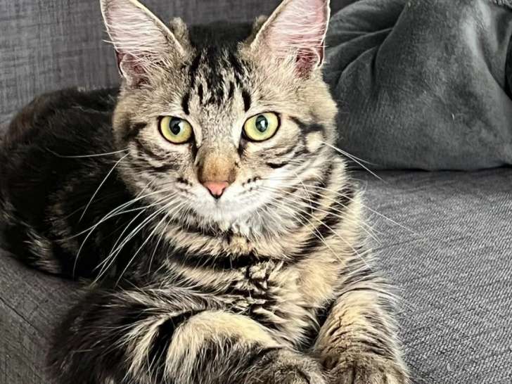 À accueillir : chaton mâle de 10 mois