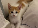 En quête d'un foyer : chaton mâle roux et blanc