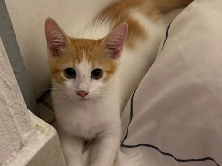 En quête d'un foyer : chaton mâle roux et blanc