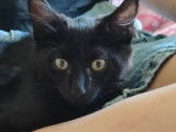 Adoption disponible : chatonne noire