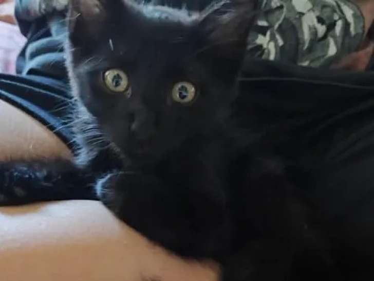 À la recherche d'une famille : chaton mâle de 2 mois