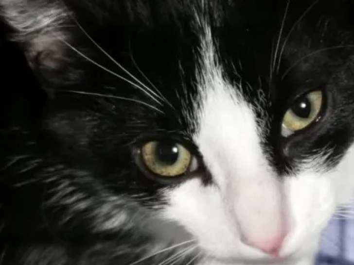 Chaton mâle de 2 mois à adopter