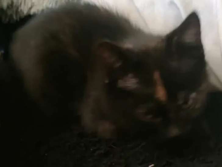 Chaton femelle noir et feu disponible à l’adoption