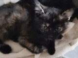 Chatonne de 2 mois en attente d'adoption