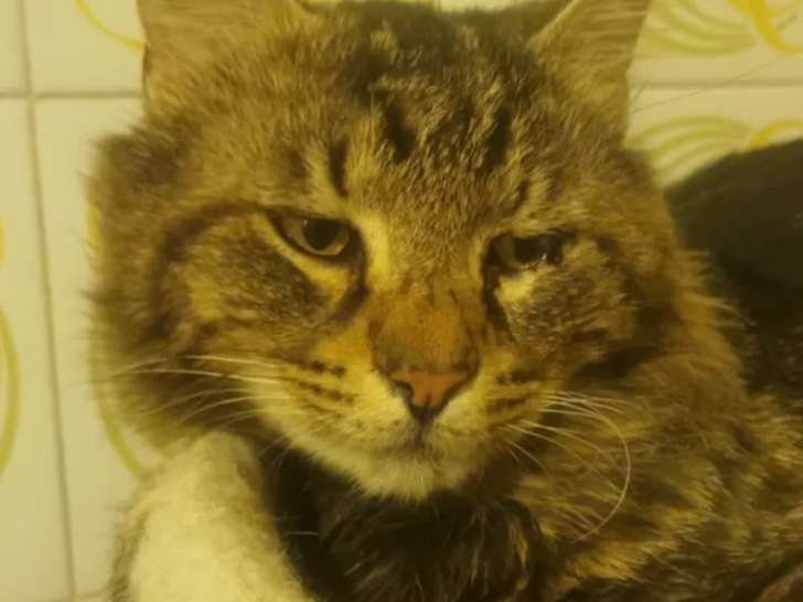 Chat Maine Coon de 6 ans prêt pour l'adoption