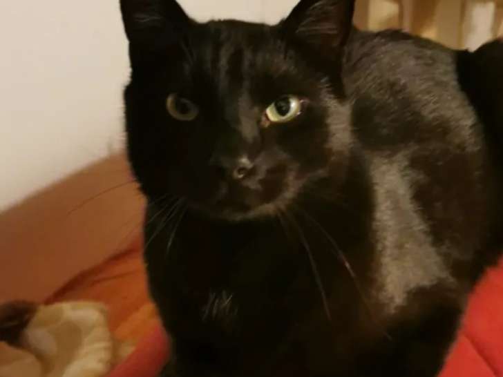 Chat au pelage noir à accueillir