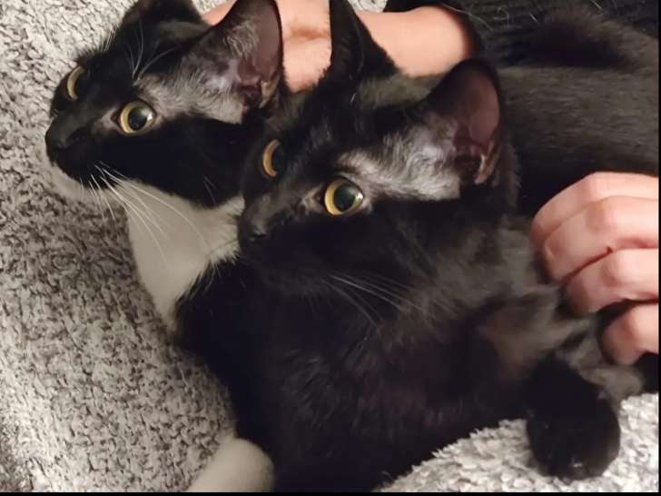 2 chattes noire et blanche en quête d'une famille