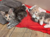 Chatons Maine Coon LOOF à vendre