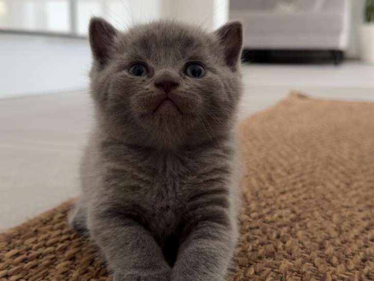 Chatons British et Scottish à vendre