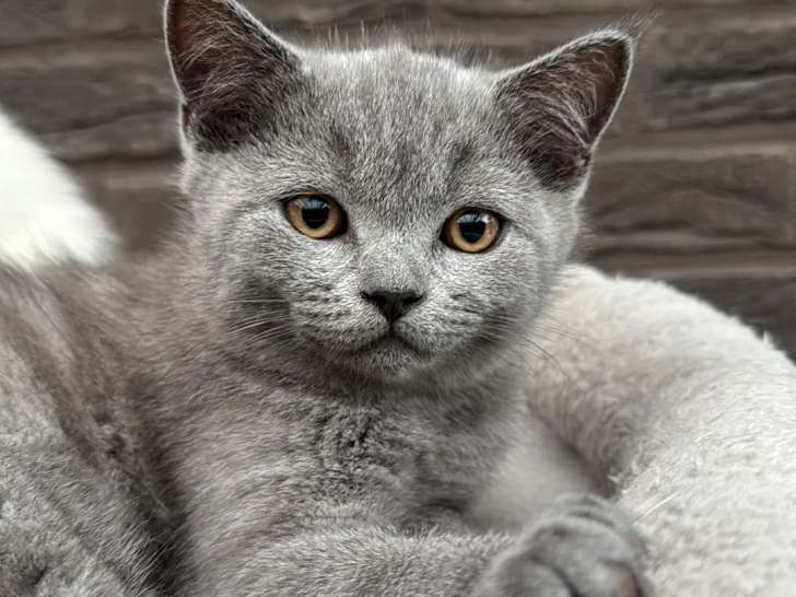 Chatons British à vendre 650€
