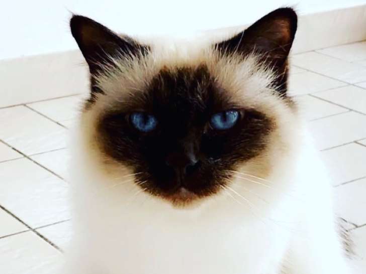 Chatte Sacré de Birmanie à vendre