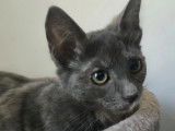 Adoption disponible : chaton femelle de 3 mois