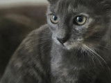 Adoption disponible : chaton femelle de 3 mois
