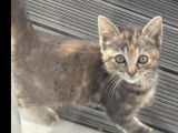 À adopter, chaton femelle tigré