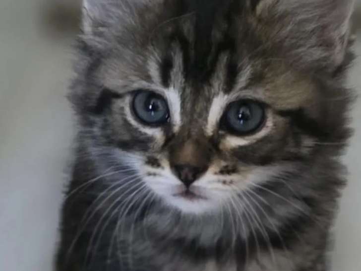 Disponible à l'adoption, chaton femelle de 2 mois