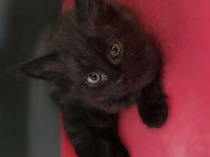 En attente d'adoption, chaton mâle au pelage noir