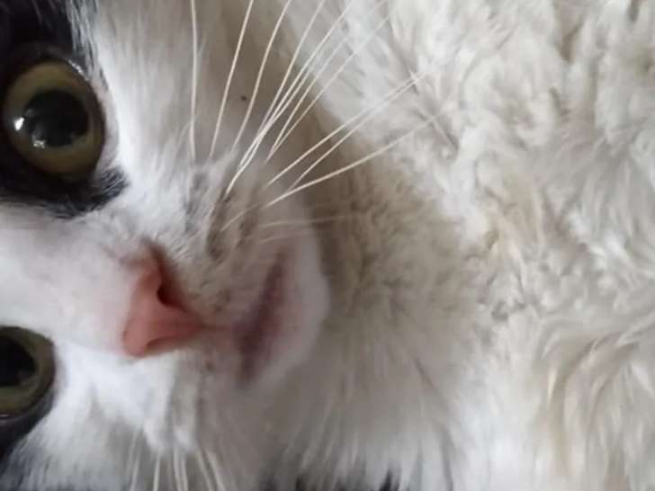 Prêt pour l'adoption, chaton femelle de 10 mois