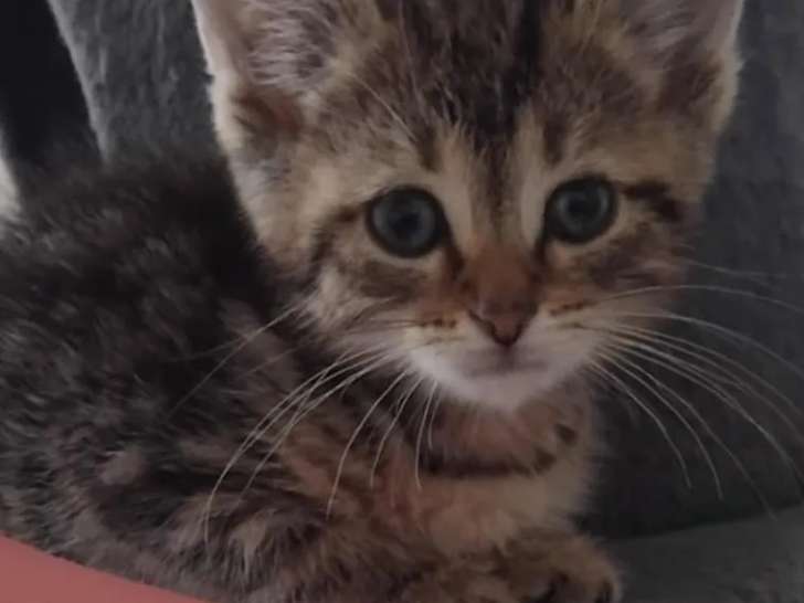 En attente d'une famille, chaton mâle tigré