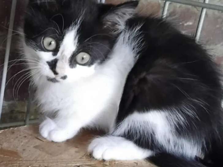À accueillir, chatonne de 2 mois