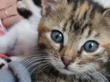 En quête d’un foyer, chaton femelle tigré