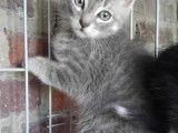 Adoption disponible : chaton mâle tigré gris