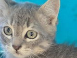 Adoption disponible : chaton mâle tigré gris
