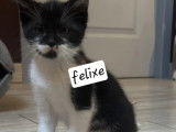 À adopter : chaton mâle de couleur noire et blanche