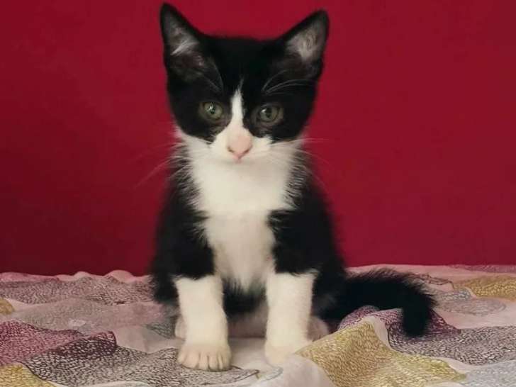 Disponible à l'adoption : chaton mâle de 3 mois
