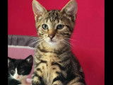En attente d'adoption : chaton mâle tigré