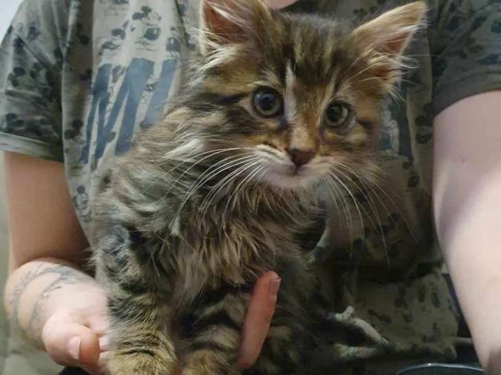 Prêt pour l'adoption : chaton mâle de 3 mois