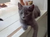 En attente d'une famille : chaton mâle gris
