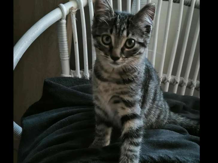 À accueillir : chatonne tigrée