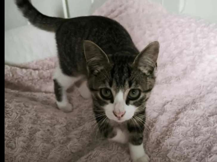 En quête d'un foyer : chaton mâle tigré blanc